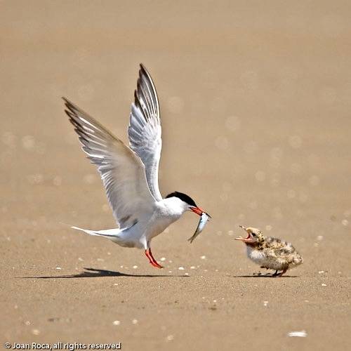 Sterna hirundo (Linnaeus, 1758) - Common Tern, Charrán común by JoanRoca is licensed under CC BY-NC-ND 2.0